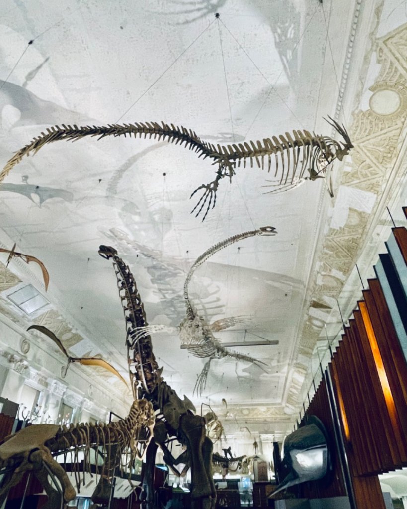 雨天備案💙 台灣博物館的古生代館-台大動植物館免費參觀-北投♨️季_2799016