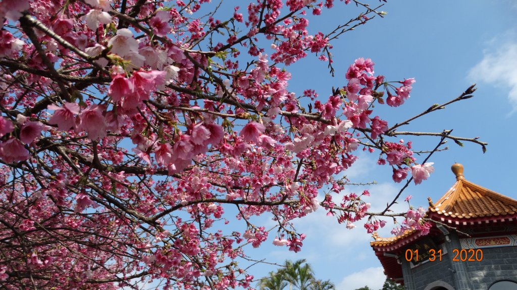 追花是簡單的快樂，賞花是恬淡的幸福3_819072