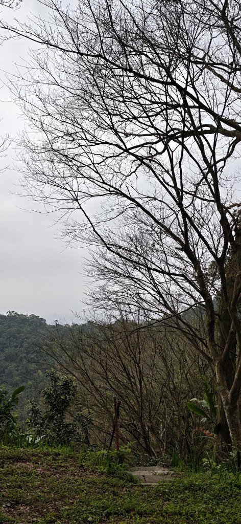 2026-0307 造鎮-文筆山-天華山-南勢角山-蘭花亭-牛伯伯_3015840
