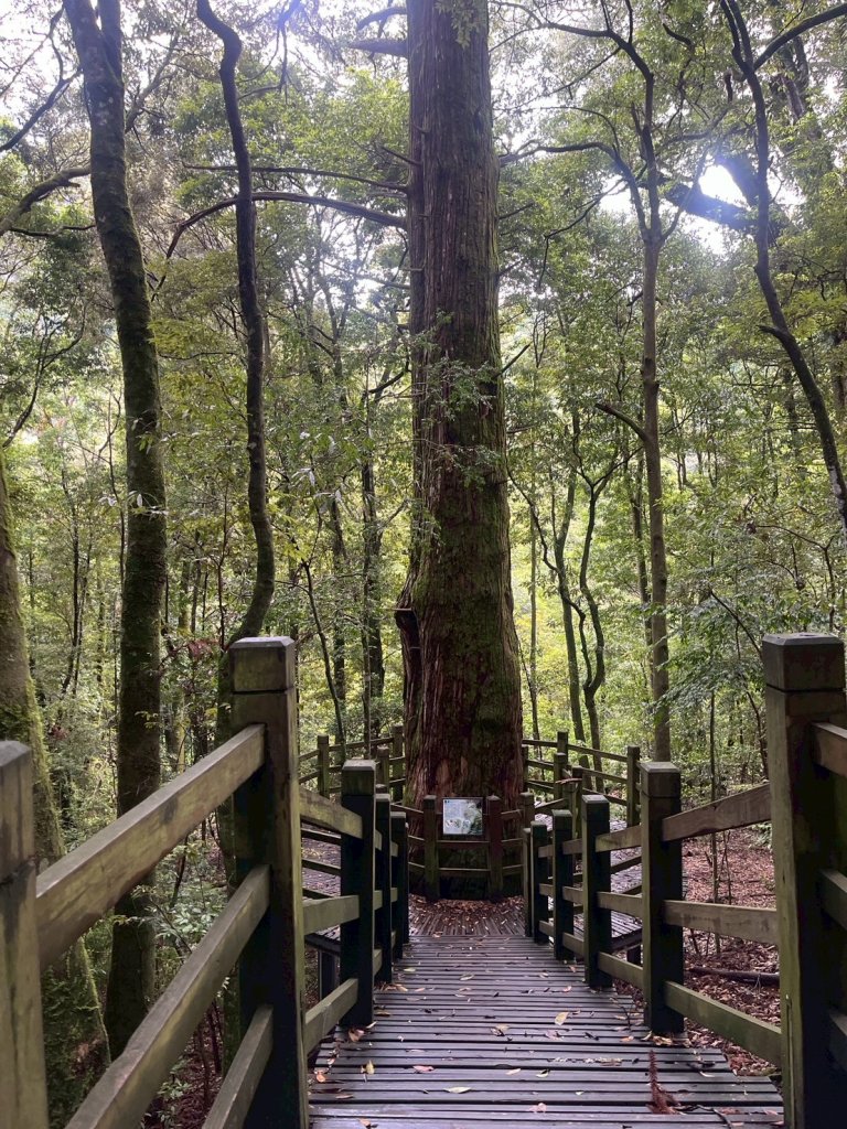 新竹 五峰 觀霧國家森林遊樂區 觀霧瀑布步道+賞鳥步道_2811433