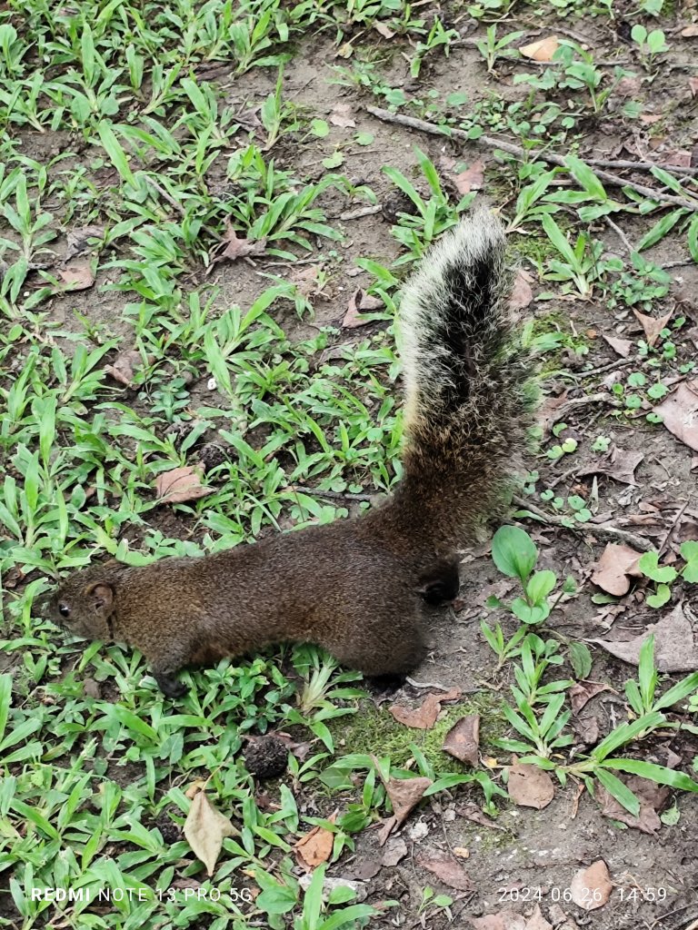 大安森林公園【走路趣尋寶】【臺北健走趣】_2536250