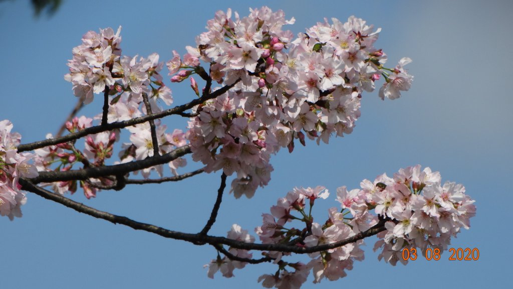 追花是簡單的快樂，賞花是恬淡的幸福。_871241