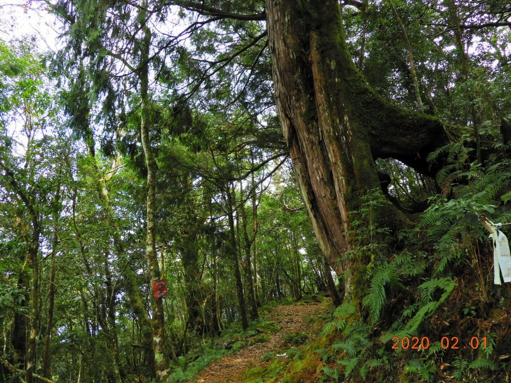 桃園 復興 拉拉山_820549