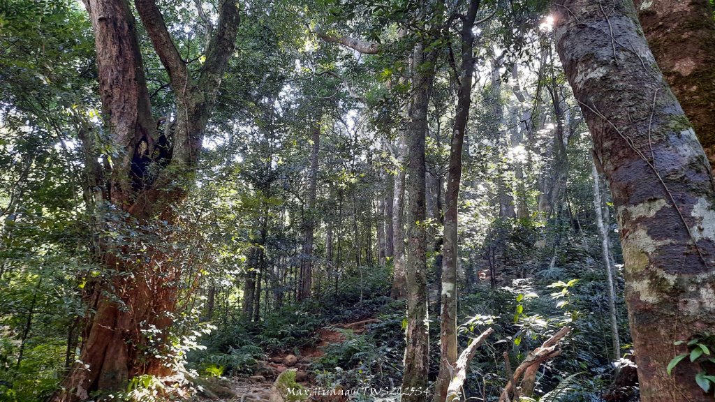 《新竹》斷崖神木｜北得拉曼步道小P繞20251017_2917458