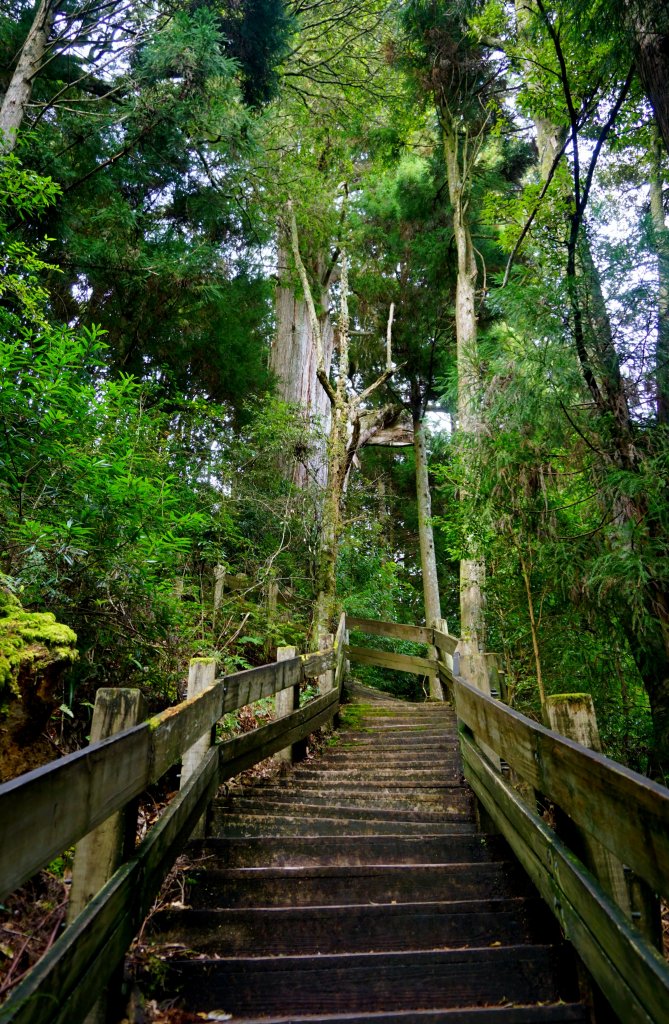 檜山巨木森林步道_481562
