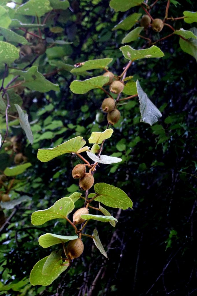 風雨中的大小霸_394446
