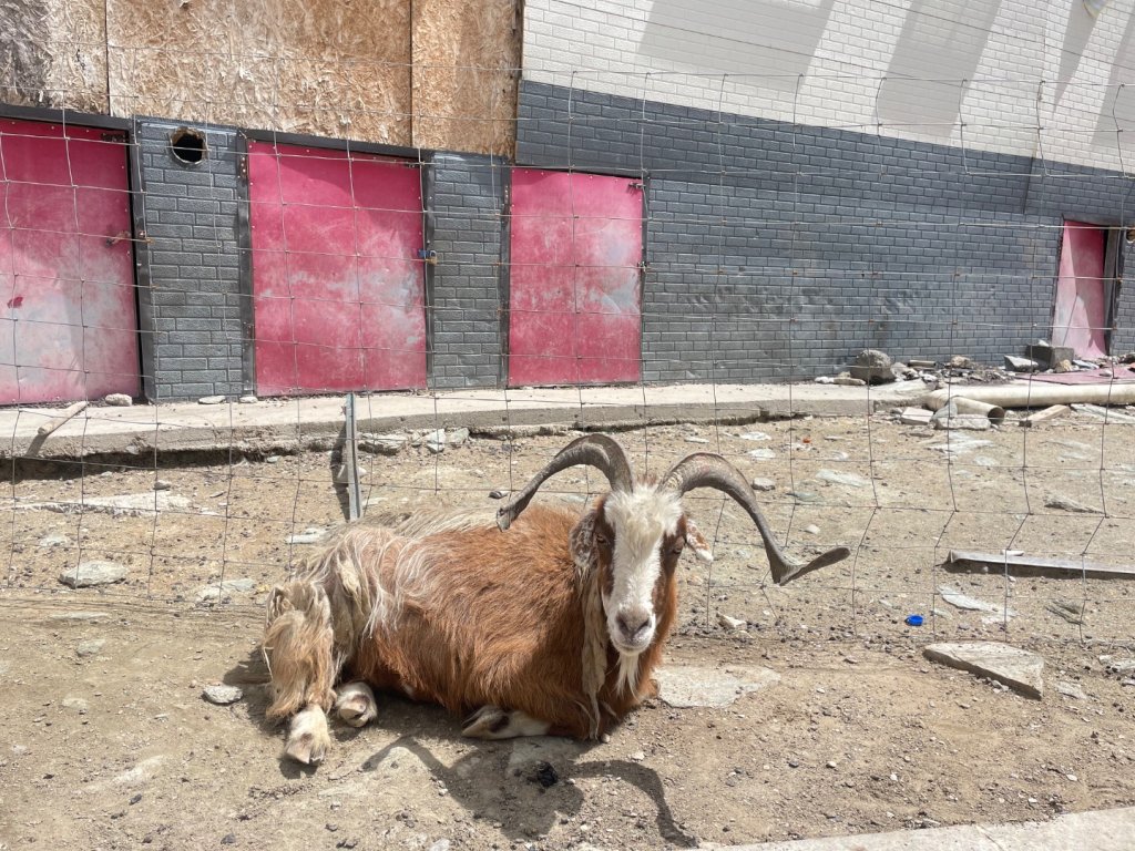 西藏♥️可愛動物🐎人物寫真/拉薩旅拍/美食_2902889