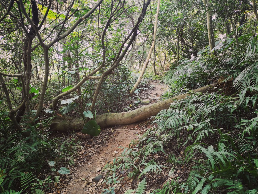 我從福人步道走去大北坑吃好料_818592