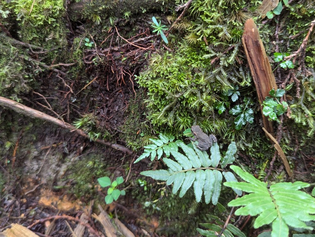 20424.06.22－翠峰湖步道_2532324