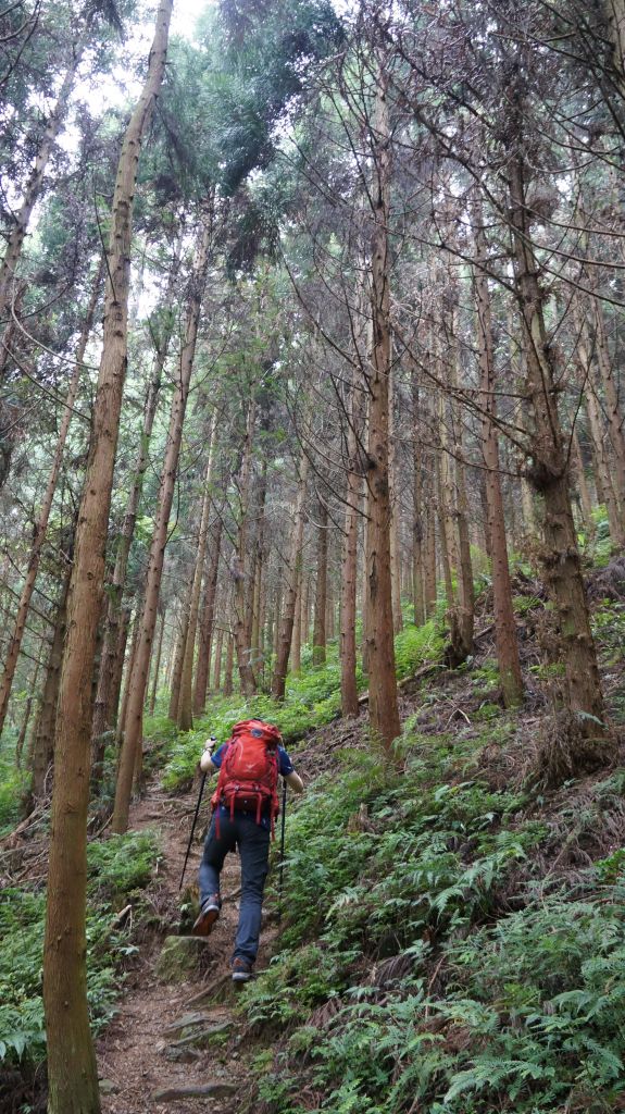 鵝公髻山之花_400571