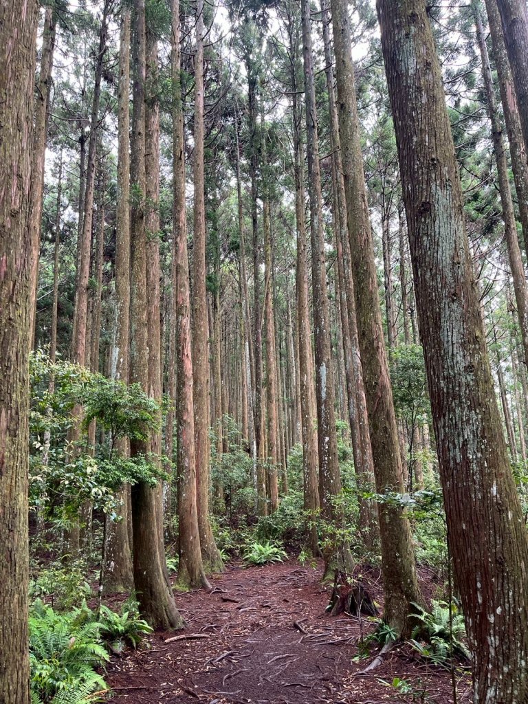 新竹 五峰 雪霸休閒農場 野馬瞰山步道_2811507