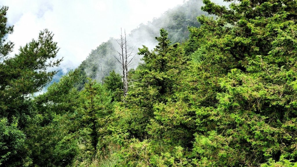 台中大雪山森林遊樂區，雪山神木，天池，埡口觀景台，砲台山（台中公園），湧泉公園，瑞井古井步道_1805043