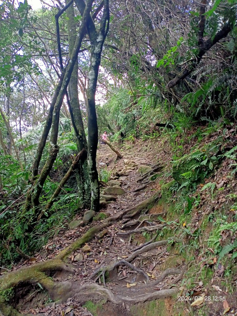 【臺北大縱走4】風櫃嘴→雙溪溝古道→五指山古道→大崙頭山北面步道→許願步道→圓覺寺步道→大溝溪→大湖_2469075