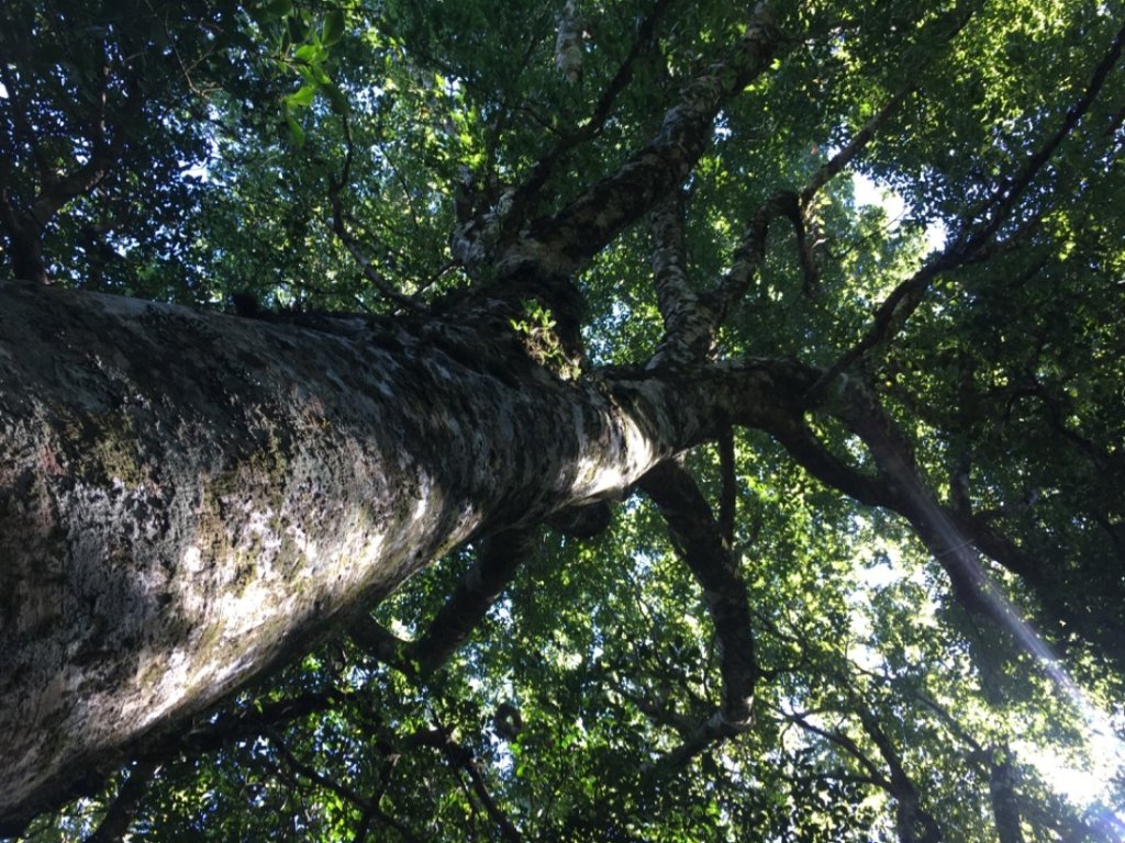 鳥結o. (內鳥嘴、那是山_2595905