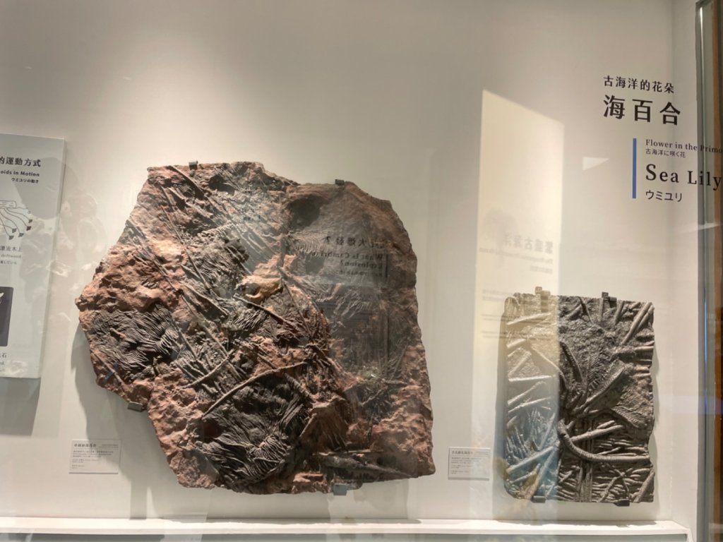 雨天備案💙 台灣博物館的古生代館-台大動植物館免費參觀-北投♨️季_2799001