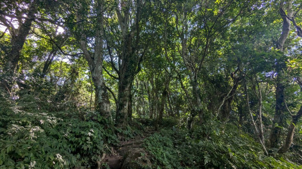 關刀山步道 (出關古道：聖關段)_2532862
