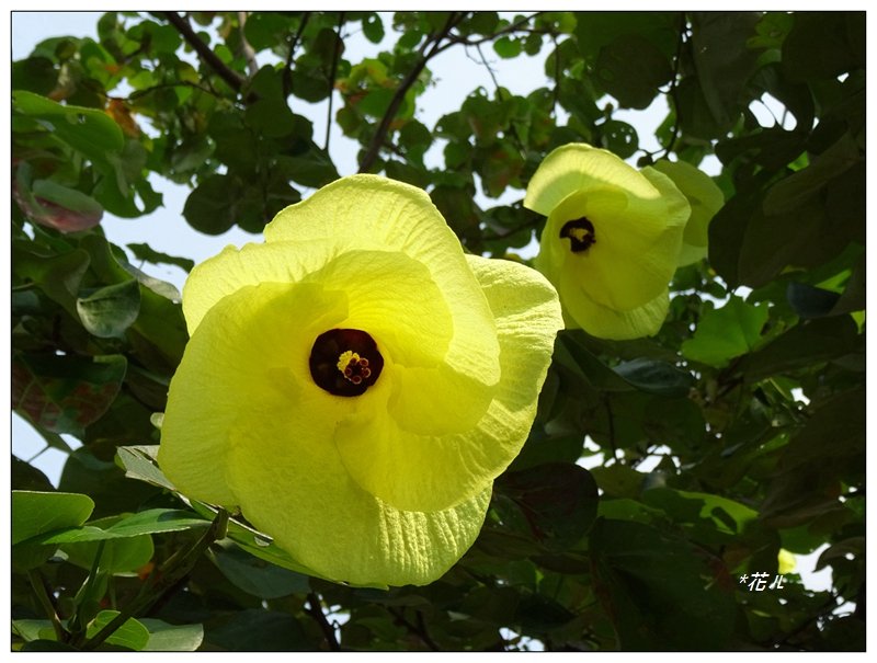 夏日/黃槿的花開_1417578