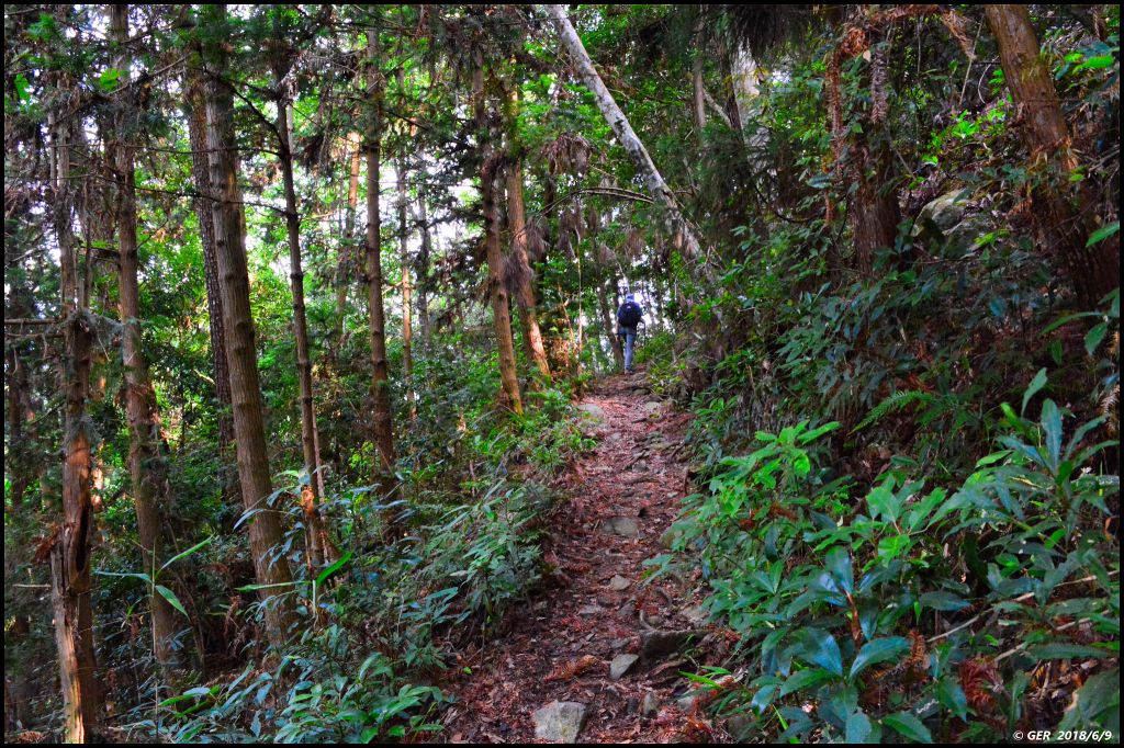 馬崙山..華麗的森林步道..谷關七雄 _350411