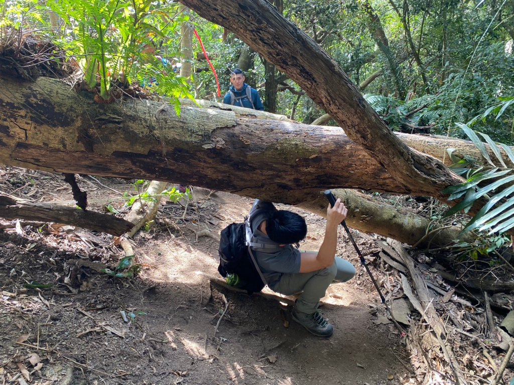六龜美輪山【享受簡單純粹的登山樂趣】_2415549