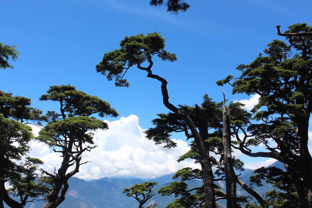 20220711一日雙星關山嶺山-塔關山_1766740