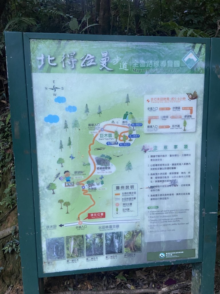 114.11.16 北得拉曼追黃金山毛櫸_2937864