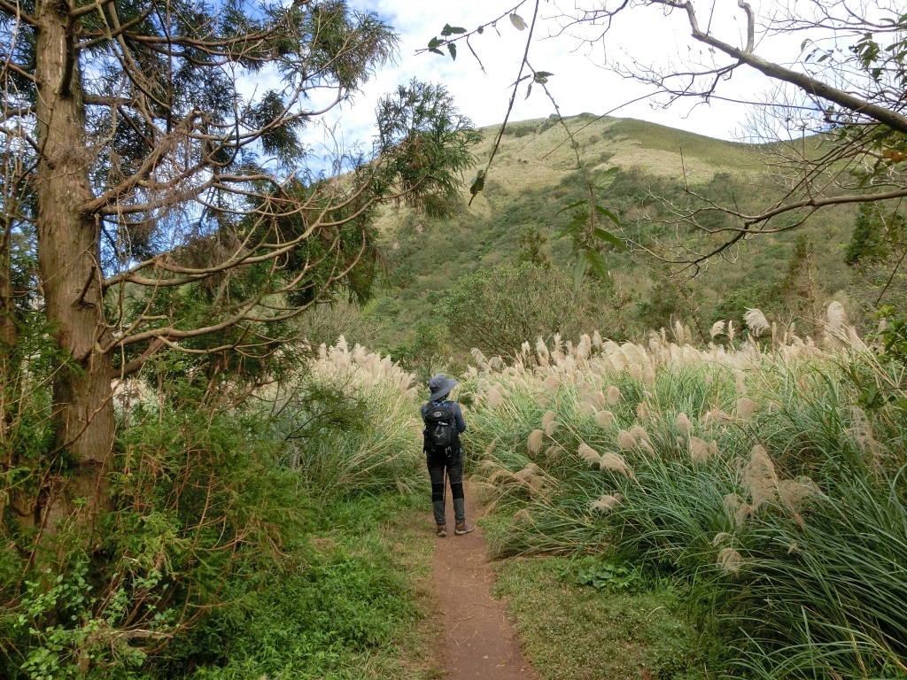 大屯山西峰．南峰．大屯坪_94809