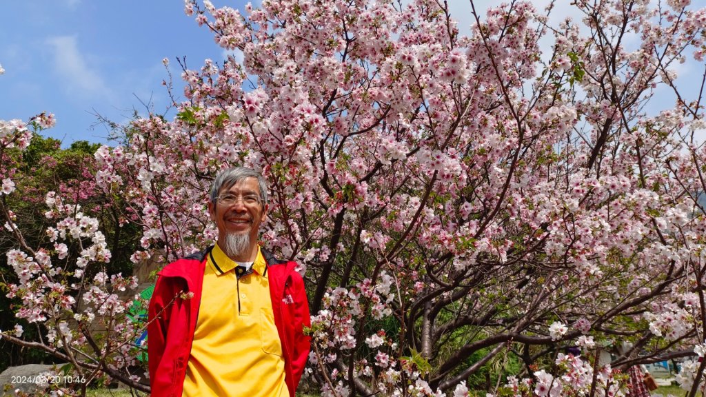 陽明山上墨染櫻大爆發_2457631