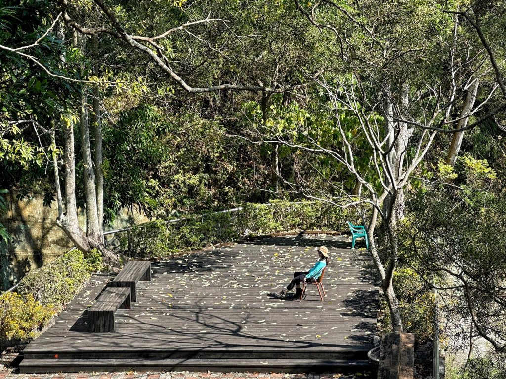 聚興山 新田步道 龍興巷落羽松_1994584