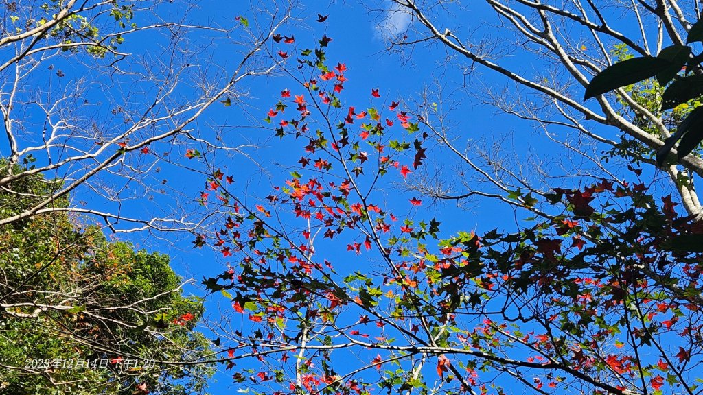 新竹尖石蓮包山+鴛鴦谷鰻潭瀑布O型走_2379153