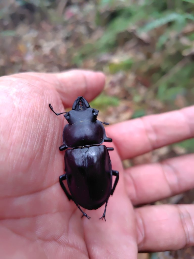 南東眼山連走有勝山_2918709