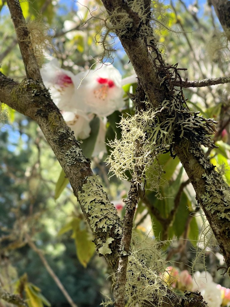 鹿林山+石水山+東埔山 20240402_2481630
