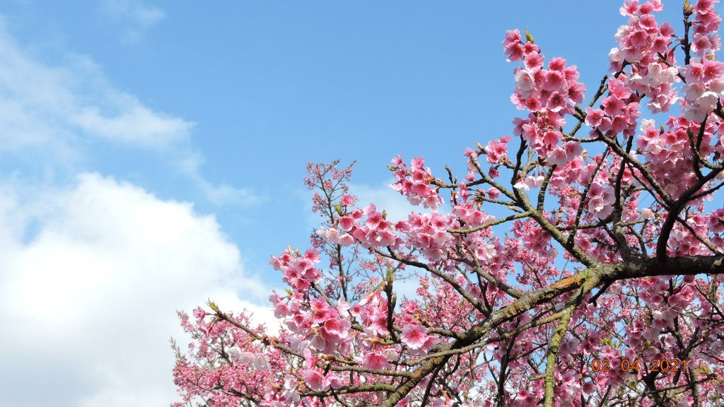 花花世界_1258585