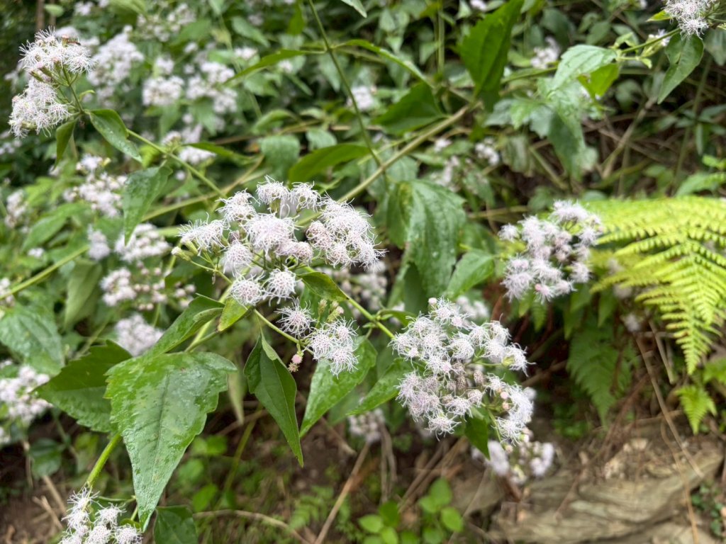 知本森林遊樂區_2981301