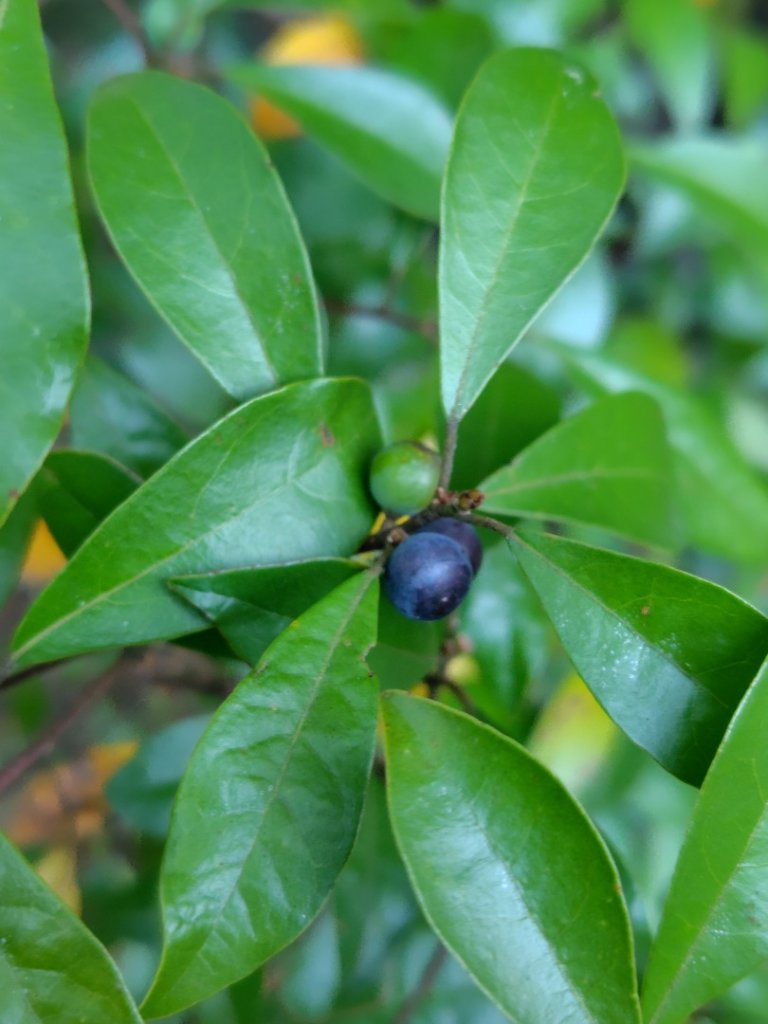唐麻丹山 蝴蝶谷_2918787