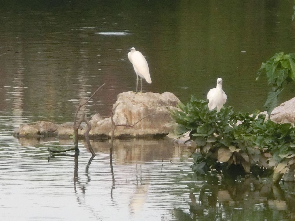 羅東運動公園_374233