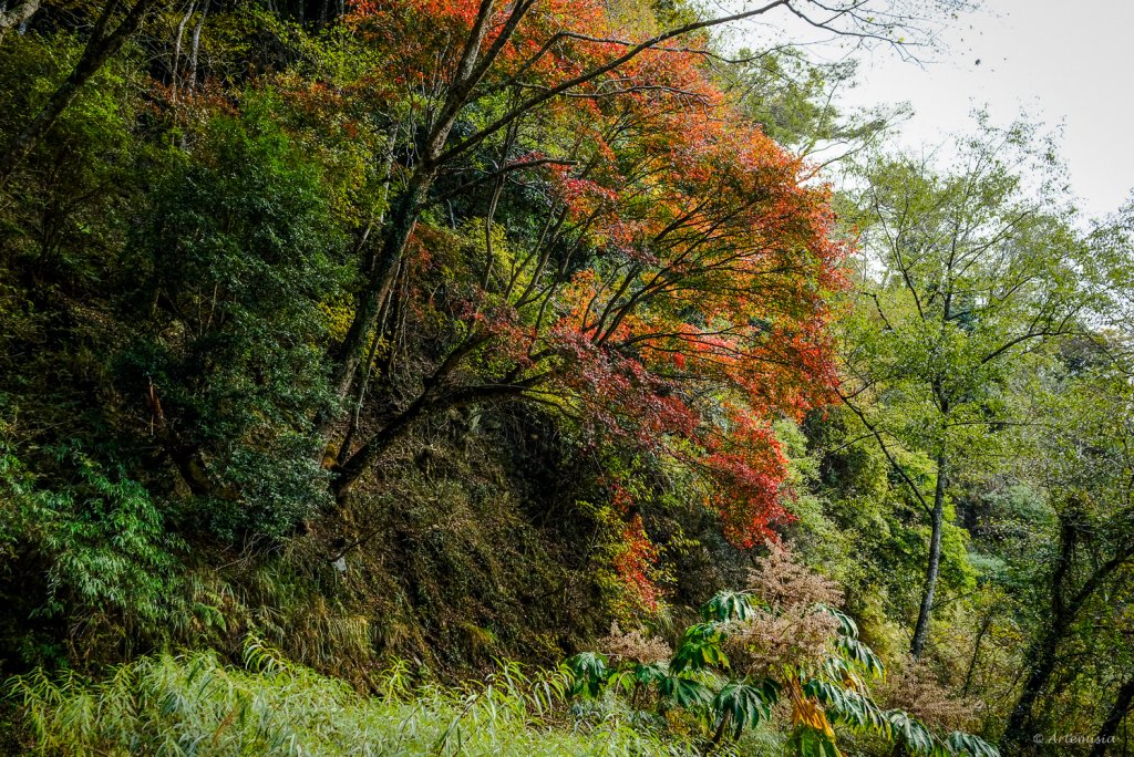 [冬訪大霸聖山岳參行]-大鹿林道東線榆金楓紅與九九山莊精選輯_2974624
