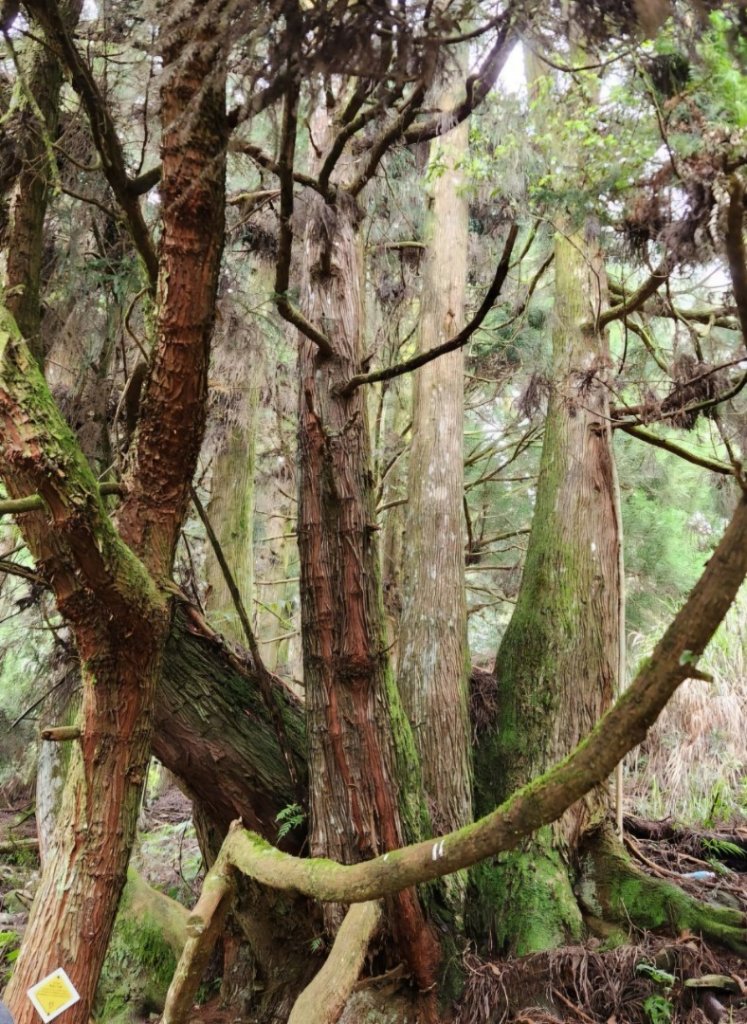 【中級山】五星級步道，谷關七雄馬崙山（八壯士進，斯可巴出）_2744939