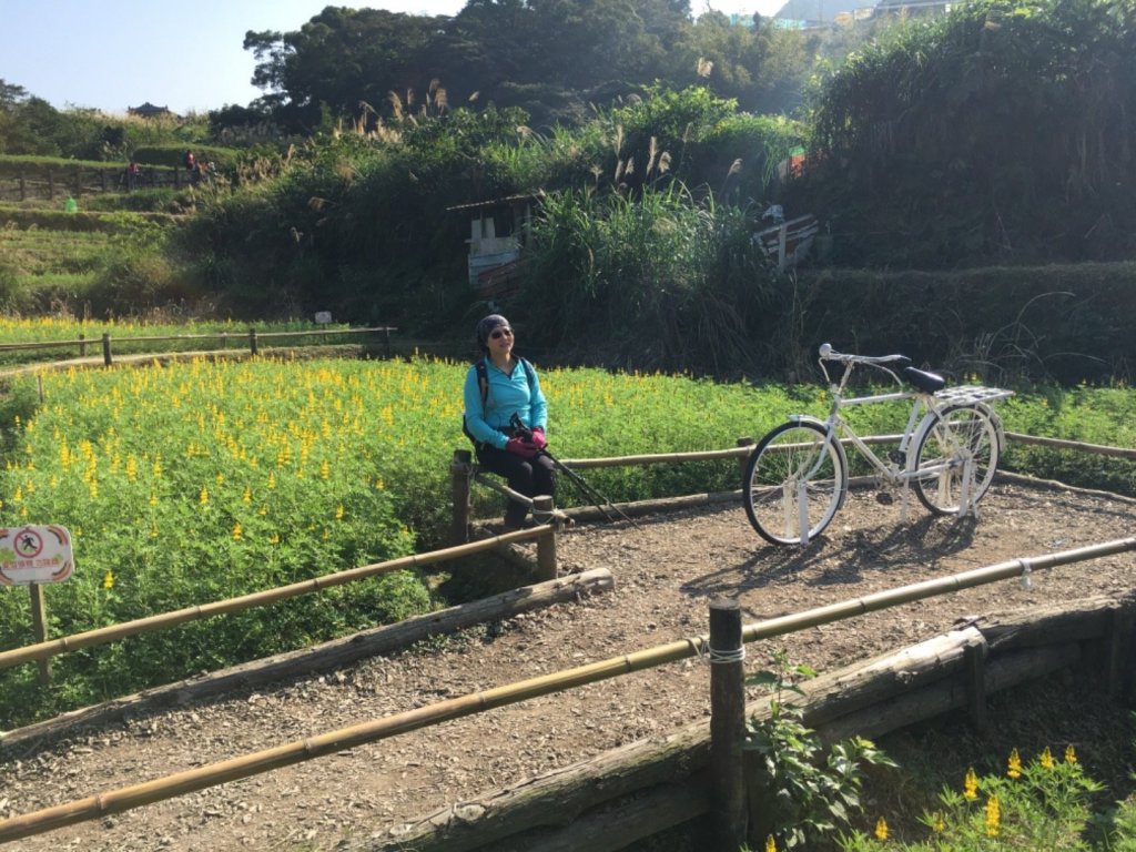 南縱（趣）貓空彩雲亭，魯冰花開了_514529