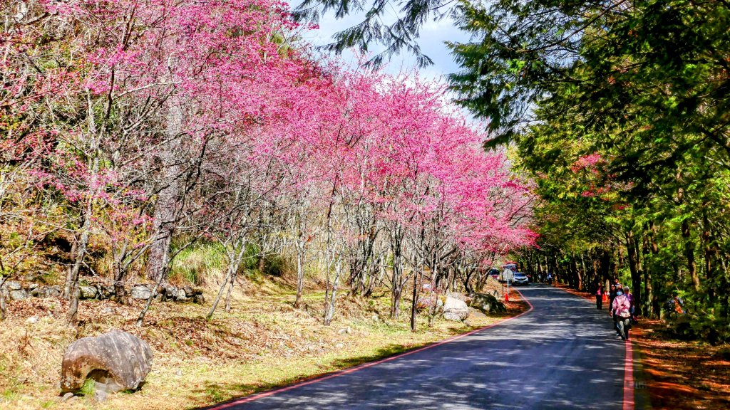 《踏莎行・武陵山櫻》_2712505