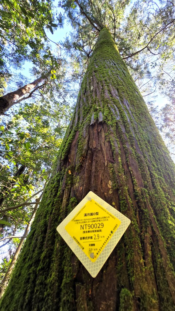 東北季風起遊走雲瀑和山毛櫸間的啦卡山與北插天山登山行_2951088
