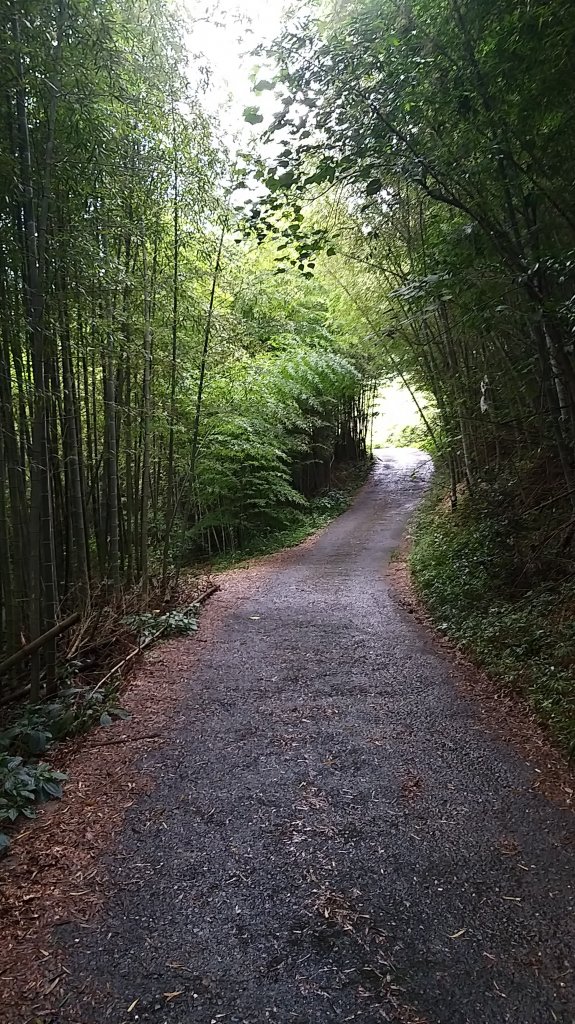 220820-後棟仔山（挑筍古道）_2160780