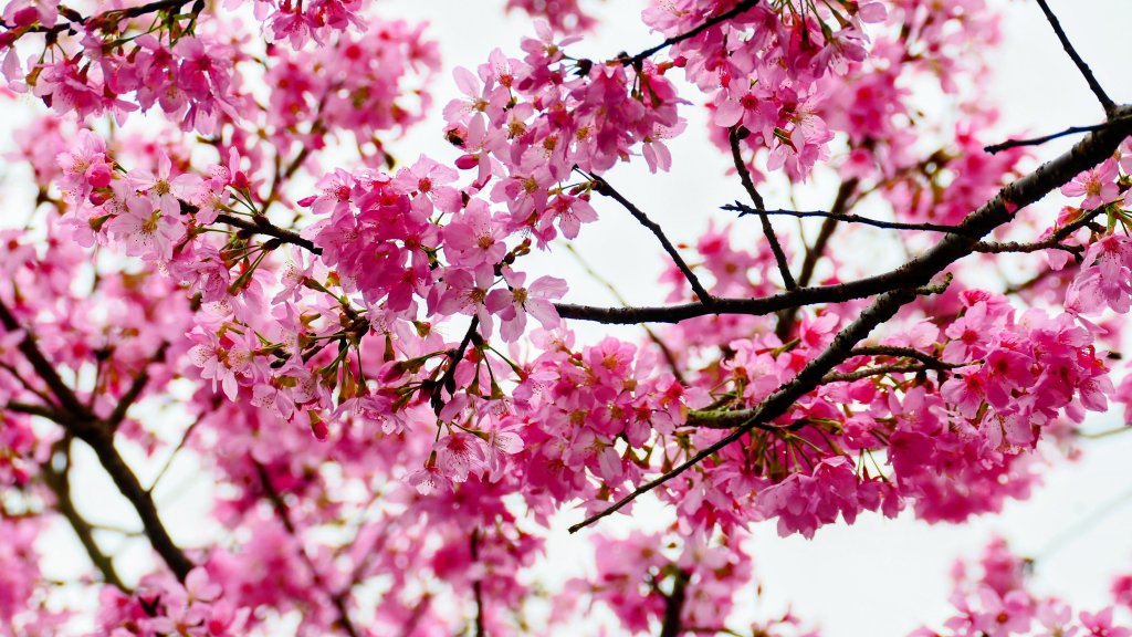 勤進路櫻花_3009759