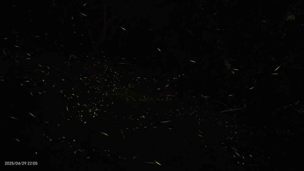 翡翠水庫壩頂 #火燒雲雲海 #日出雲海 #鱷魚島 #藍腹鷴 4/29_2773449