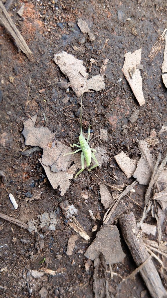 鵝公髻山之花_400812