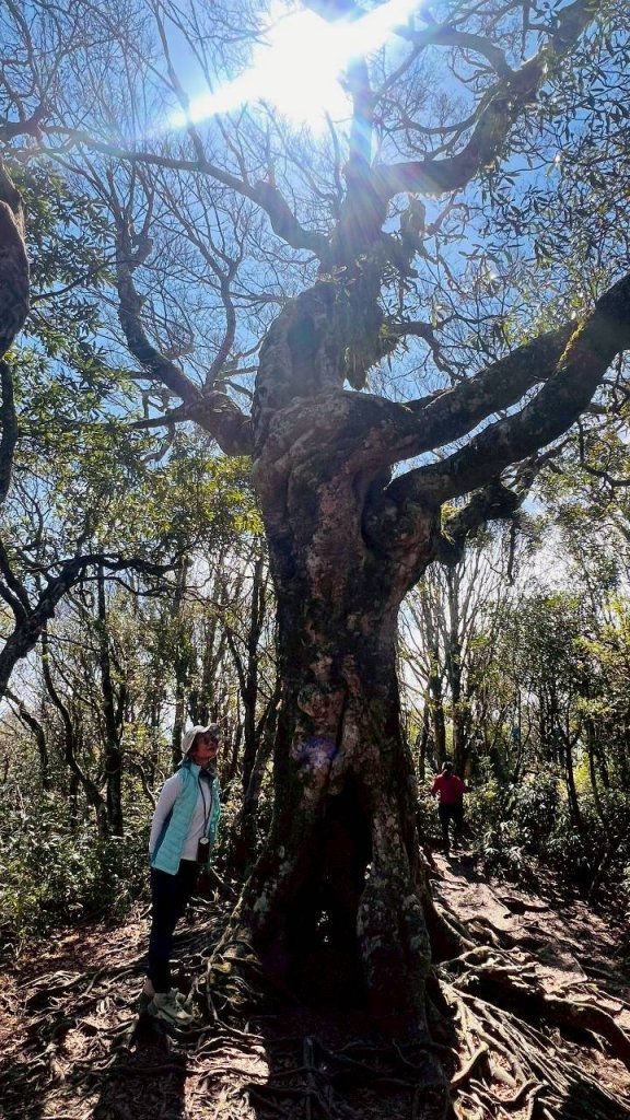 🌈3/15（日）北得拉曼神木+內鳥嘴山✨FB：熊熊趴爬走🌈_3016827