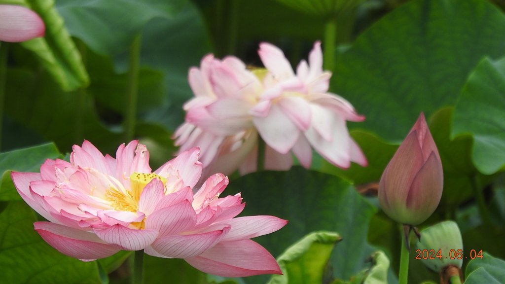 雲山水花鳥蝶-天龍國阿伯的日常6/4_2518079