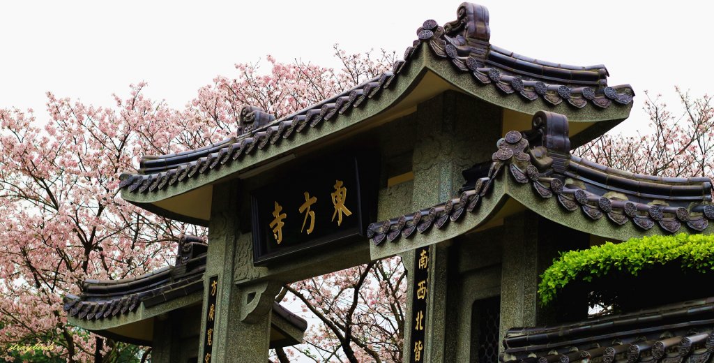 櫻花季的尾聲~在東方寺慢慢的品花落的聲音_910704