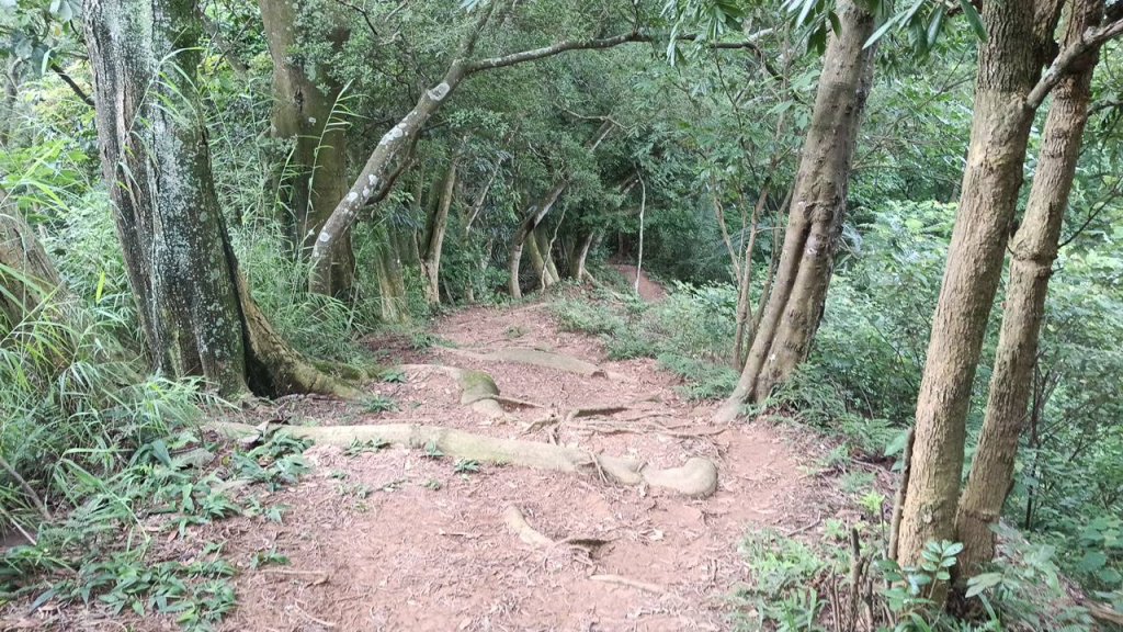 20250607 新竹竹東三山(樹杞林山 - 新具庄山 - 員崠子山)  O型_2808910