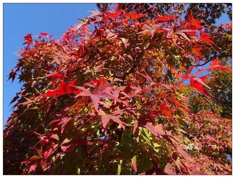 京都/東福寺的紅葉封面圖