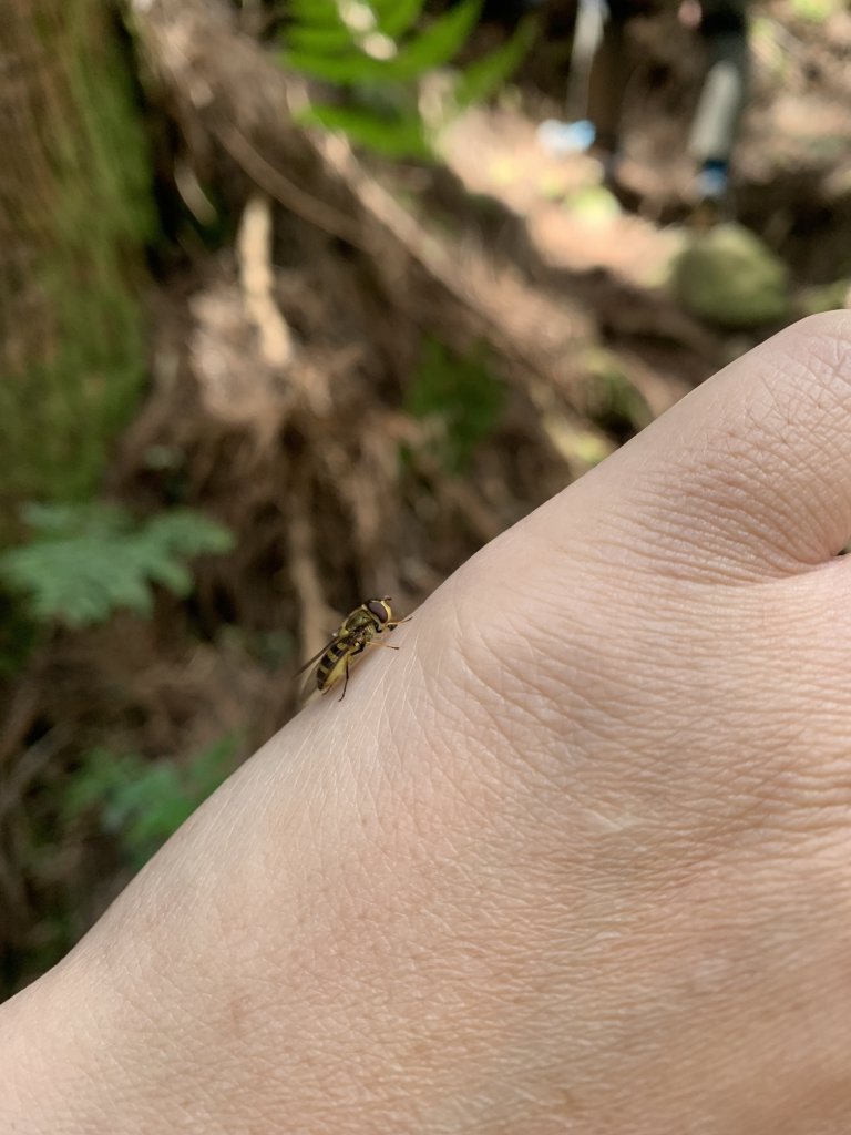 20250517義義兒玉山-東水山_2791634